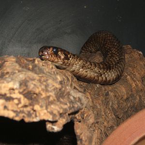 Egyptian Cobra