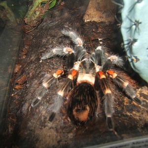 Mexican Flame Knee Tarantula