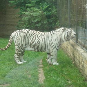 White Tiger