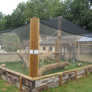 New Ring-tailed Lemur enclosure