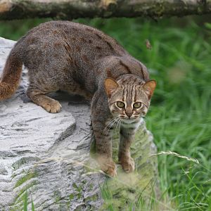 Rusty Spotted Cat (Prionailurus rubiginosus phillipsi)