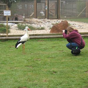 White Stork having its picture taken