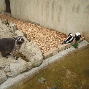 Common Raccoon and Striped Skunk`s