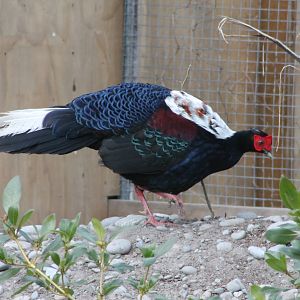 male Swinhoes Pheasant (Lophura swinhoii)