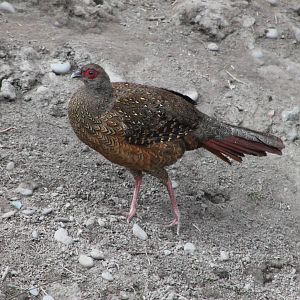 female Swinhoes Pheasant (Lophura swinhoii)