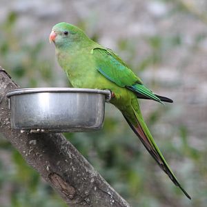 female Superb Parakeet (Polytelis swainsonii)