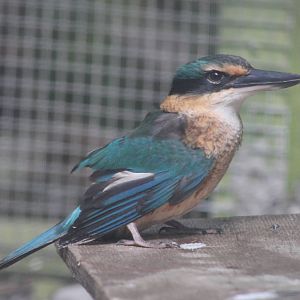 Sacred Kingfisher (Todiramphus sanctus)