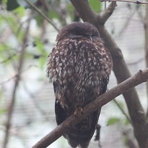 Morepork (Ninox novaeseelandiae)
