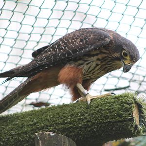 New Zealand Falcon (Falco novaeseelandiae)