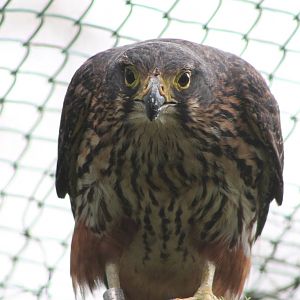 New Zealand Falcon (Falco novaeseelandiae)