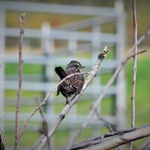 Song Sparrow (?) - Alaska
