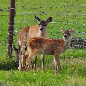 Sitka Black-tailed Deer fawns
