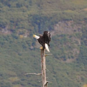 Bald Eagle - wild