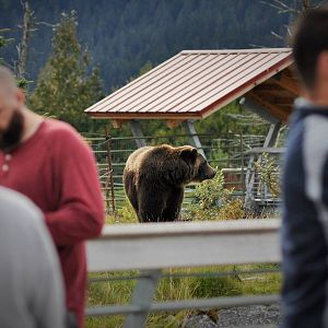 Brown Bear Exhibit