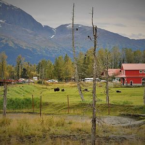 View of The Alaska Wildlife Conservation Center