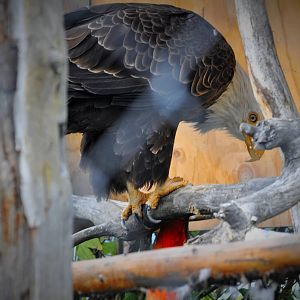 Captive Bald Eagle