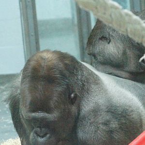 Mbeli and Kibali playing