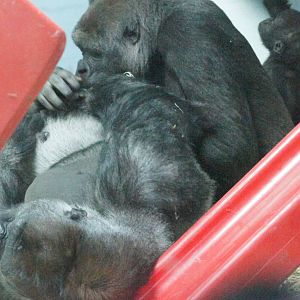 Mbeli and Kibali playing (with little Mjukuu trying not to get squashed!)