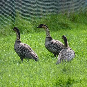 Hawaiian Geese, September 2015