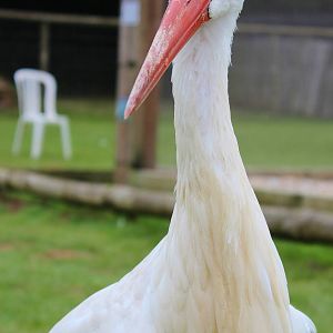 White Stork