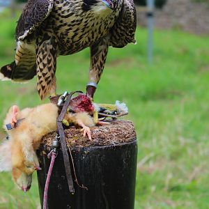 Young Peregrine Falcon