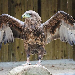 Young Bateleur Eagle