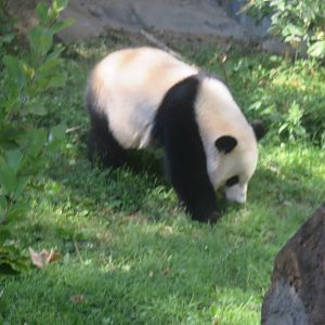 Asia Trail - Giant Panda