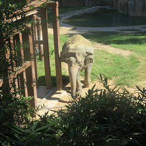 Asia Trail - Asian Elephant