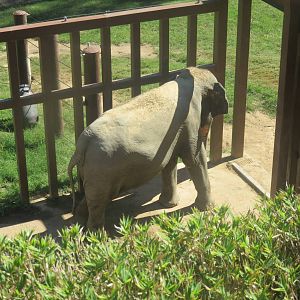 Asia Trail - Asian Elephant