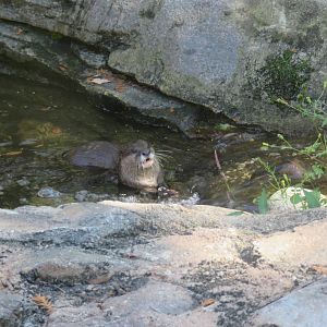 Asia Trail - Asian Small Clawed Otter