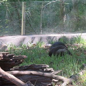Asia Trail - Asian Small Clawed Otter