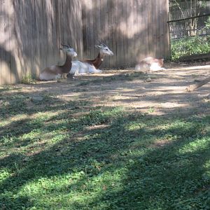 Cheetah  Conservation Station - Dama Gazelle
