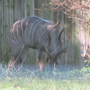Cheetah  Conservation Station - Lesser Kudu