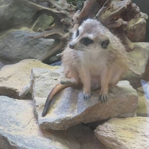 Small Mammal House - Meerkat