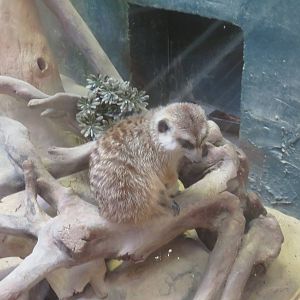 Small Mammal House - Meerkat