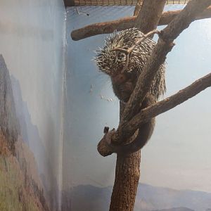 Small Mammal House - Prehensile Tailed Porcupine