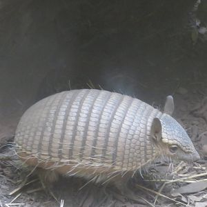 Small Mammal House - Screaming Hairy Armadillo