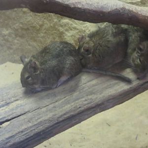 Small Mammal House - Degu