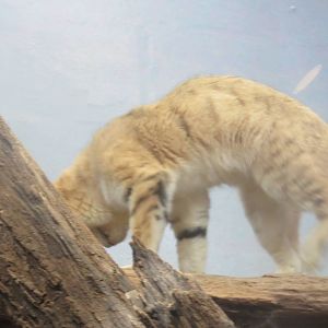 Small Mammal House - Sand Cat