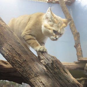 Small Mammal House - Sand Cat