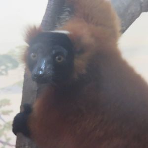 Small Mammal House - Red Ruffed Lemur