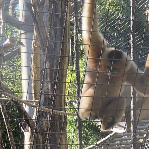 Gibbon Ridge - White Cheeked Gibbon