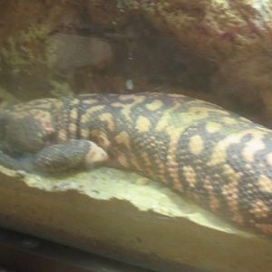 Reptile Discovery Center - Gila Monster