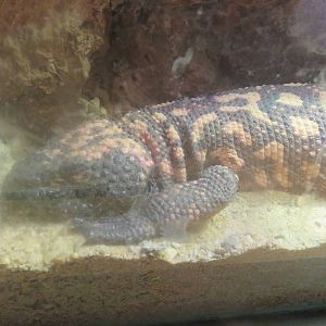 Reptile Discovery Center - Gila Monster