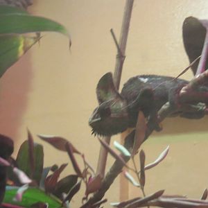 Reptile Discovery Center - Veiled chameleon