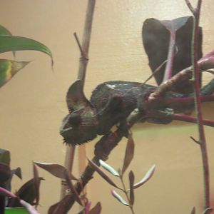 Reptile Discovery Center - Veiled chameleon