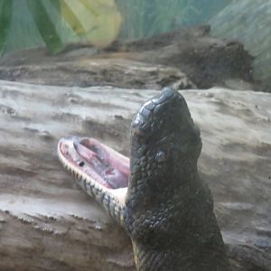 Reptile Discovery Center - Green Anaconda