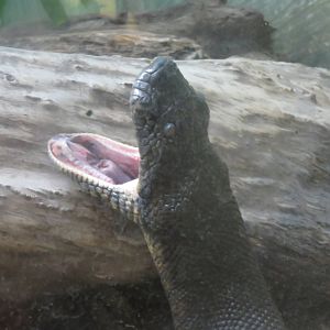 Reptile Discovery Center - Green Anaconda