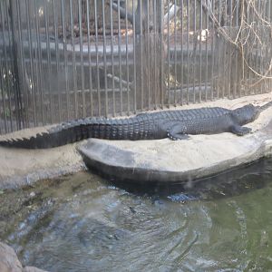 Reptile Discovery Center - Gharial
