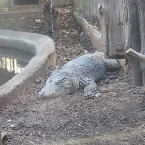 Reptile Discovery Center - Cuban Crocodile